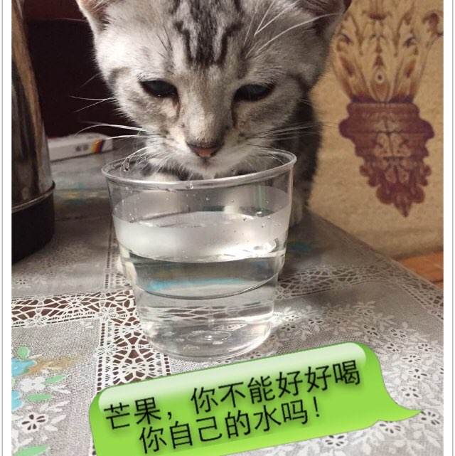 北卡罗莱纳农业与机械州立大学文凭毕业证哪里可以做假的